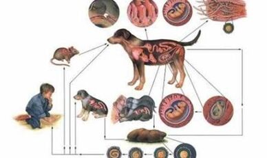 Causes and ways of infection with worms
