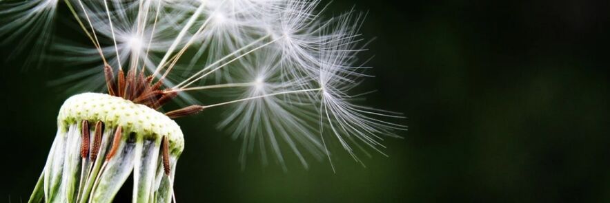dandelion against worms